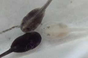 国产蝌蚪网,探索创新科技，引领未来生活新潮流